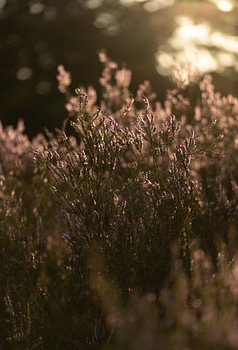 Blooming heather sunset Otterlo