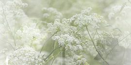 WEICHE LANDUNG IN DER FLAUTE von Ted van den Aarssen