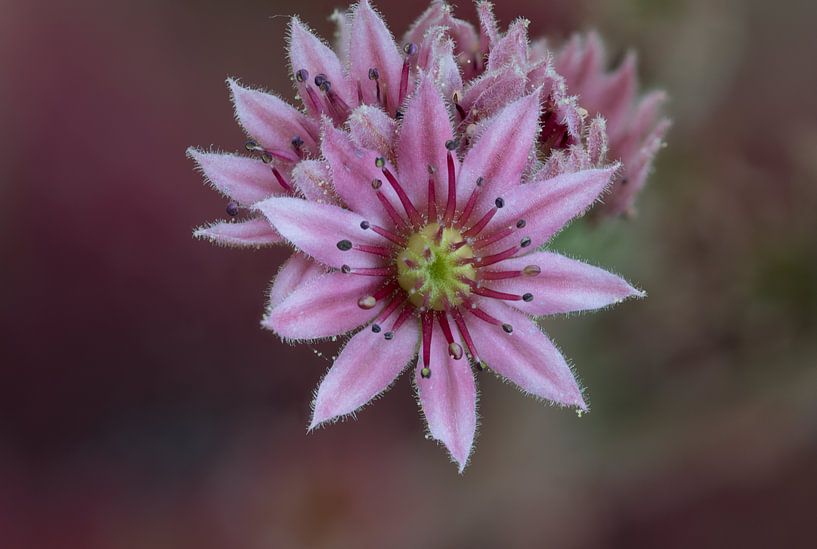 Small flower by Cor Visser