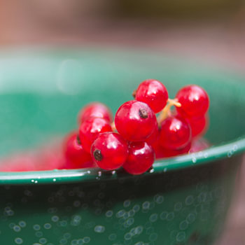 currants in green colander