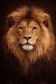 Gentle Lion – Safari Portrait