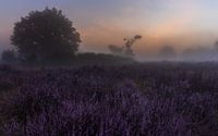 Heather and mist in the early morning