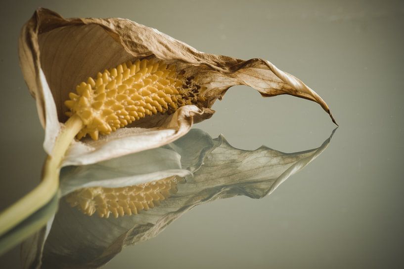 Cultivated flower by Winfred van den Bor