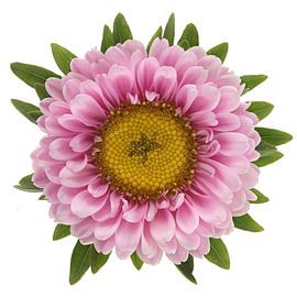 Callistephus chinensis (Zomer Aster) van Paul Heijmink