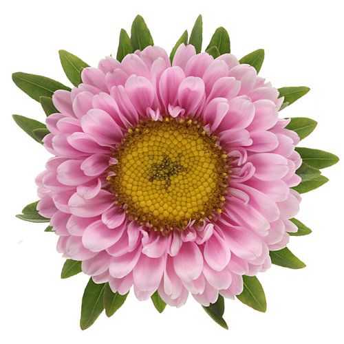 Callistephus chinensis (Summer Aster)