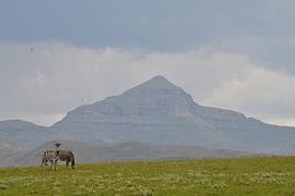 Fenêtre des zèbres sur Suzy den Engelse