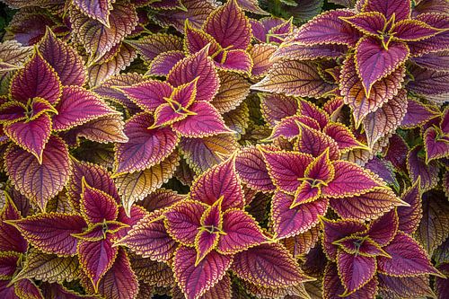 COLEUS