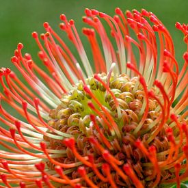 Prachtige Zuid-Afrikaanse bloem - Knikkend Speldenkussen van Hein Fleuren