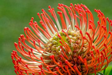 Prachtige Zuid-Afrikaanse bloem - Knikkend Speldenkussen van Hein Fleuren