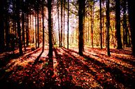 Ochtend zon in het bos van Erik Reijnders thumbnail