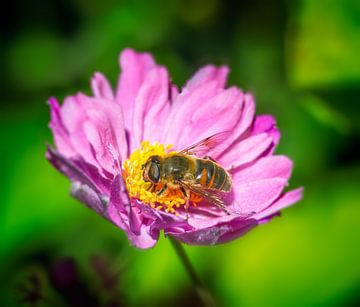 Macro d'une mouche flottante sur une fleur d'anémone d'automne sur ManfredFotos