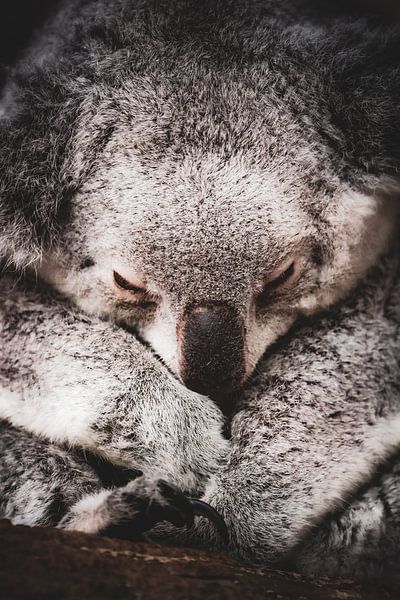 &quot;Sleeping Koala&quot; by Miranda Jansen Fotografie
