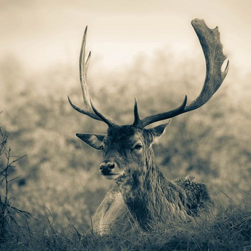 Ruhende Rehe im Unterholz
