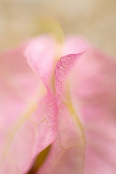 Hortus Botanicus | Botanischer Garten Leiden | Blume | Pastell | Lensbaby Kunstdruck von Gabry Zijlstra