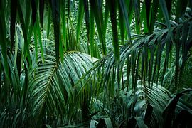 In the depth of the jungle by Andreas Kilian