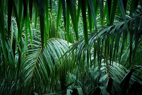 Au fond de la jungle