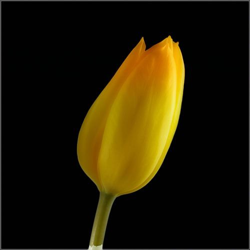 BERLIJN Bloemen - geheimzinnige schoonheid