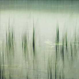 RELAXED FROG IN THE DITCH - ICM AND MULTIPLE EXPOSURE by Petra Terpstra