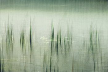 ENTSPANNTER FROSCH IM GRABEN - ICM UND MEHRFACHBELICHTUNG