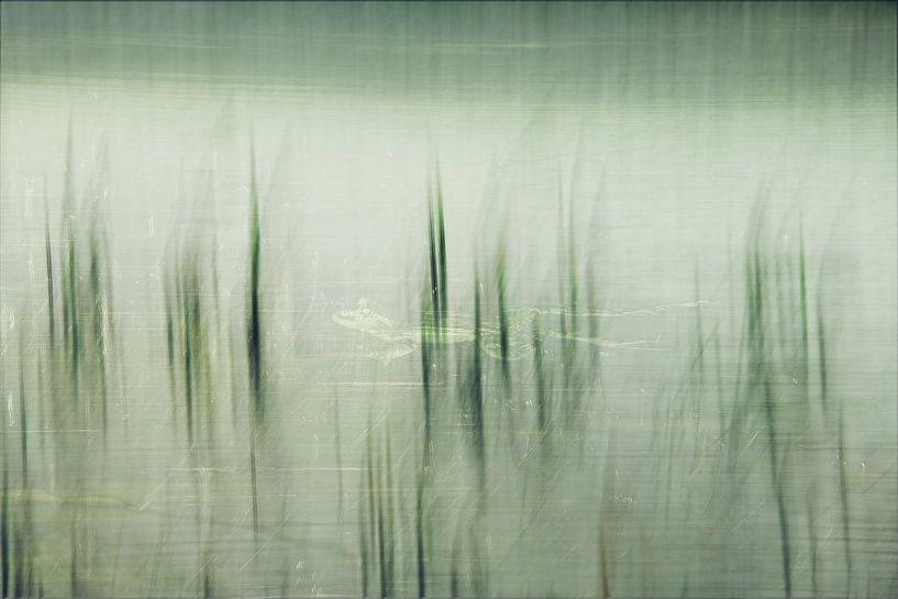 RELAXED FROG IN THE DITCH - ICM AND MULTIPLE EXPOSURE by Petra Terpstra