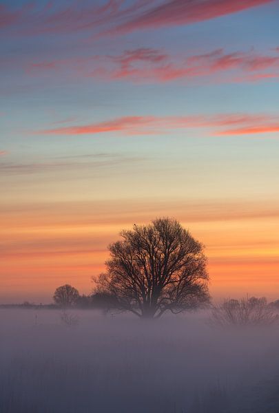 Solitary beauty. by Sander van der Werf