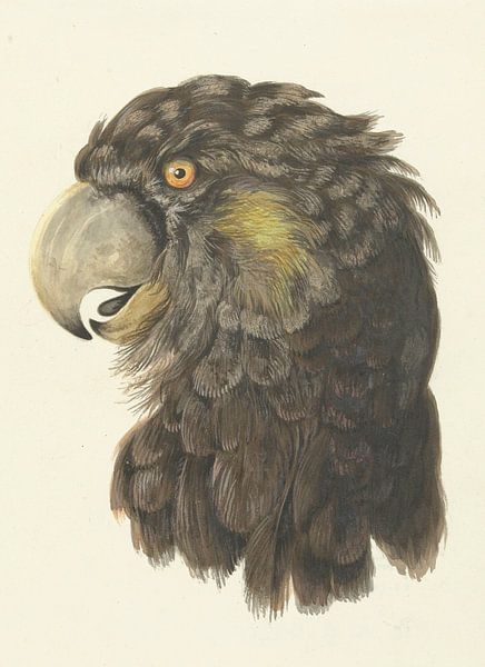Head of a Cockatoo, Aert Schouma by Masterful Masters