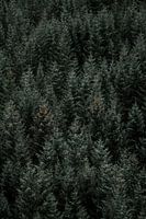 Bos detail met Subtiele accenten