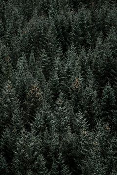 Forest detail with subtle accents by Femke Ketelaar