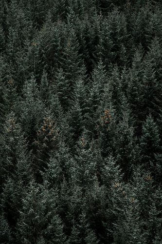 Bos detail met Subtiele accenten