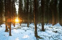 Zonsopkomst in besneeuwd bos (Nederland) van Marcel Kerdijk thumbnail