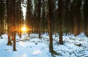 Sonnenaufgang im verschneiten Wald (Niederlande) von Marcel Kerdijk