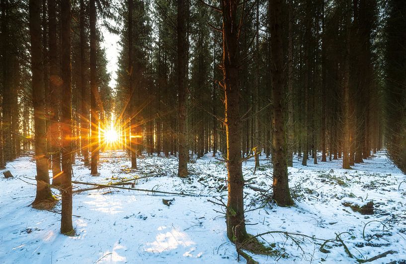 Zonsopkomst in besneeuwd bos (Nederland) van Marcel Kerdijk