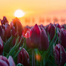Sonnenaufgang an den Tulpen von Vienna's Photos