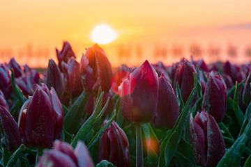 Lever du soleil sur les tulipes sur Vienna's Photos