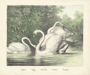 Cygnes. / Cigi. / Schwäne. / Schwäne. / Schwäne, Firma von Joseph Scholz, 1829 - 1880