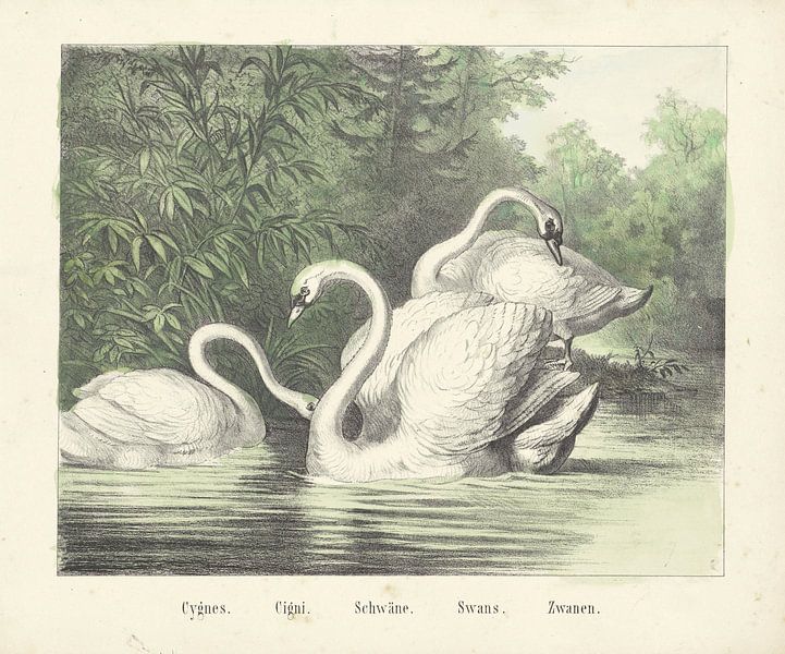 Cygnes. / Cigi. / Schwäne. / Swans. / Swans, firm of Joseph Scholz, 1829 - 1880 by Gave Meesters
