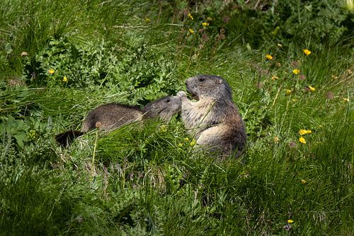 Alpenmarmotten in Oostenrijk