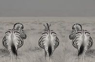 3 in einer Reihe, Zebras in Namibia schwarz und weiß von Linda Manzaneque Miniaturansicht