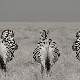 3 in einer Reihe, Zebras in Namibia schwarz und weiß von Linda Manzaneque