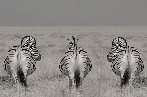 3 op een rij , zebra's in Namibie zwart wit