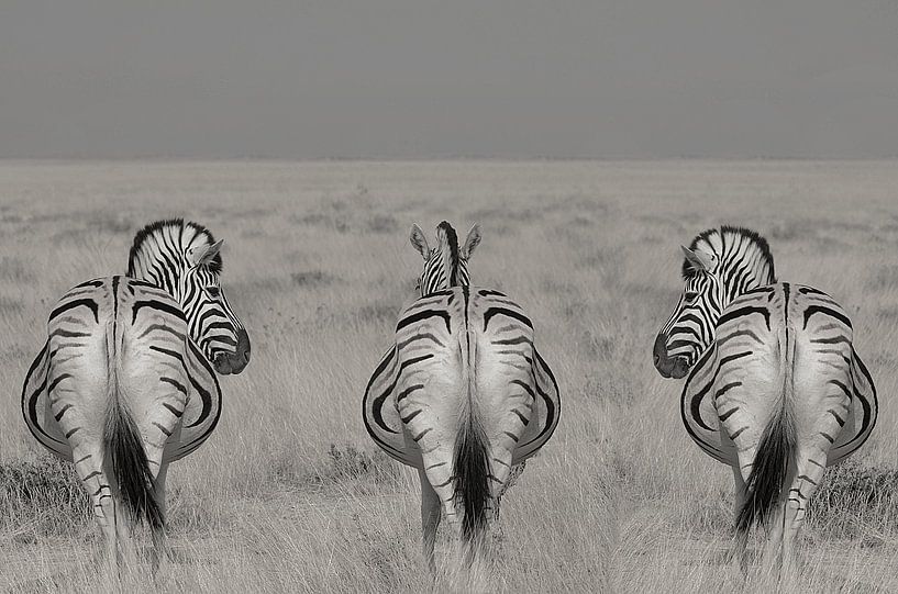 3 in einer Reihe, Zebras in Namibia schwarz und weiß von Linda Manzaneque