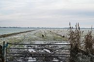 Schaap kijkt me aan van Zehava Perez thumbnail