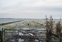 Schaap kijkt me aan
