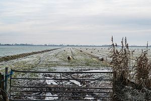 Schaap kijkt me aan van Zehava Perez