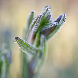Plante de lavande avec rosée du matin Macro sur Iris Holzer Richardson
