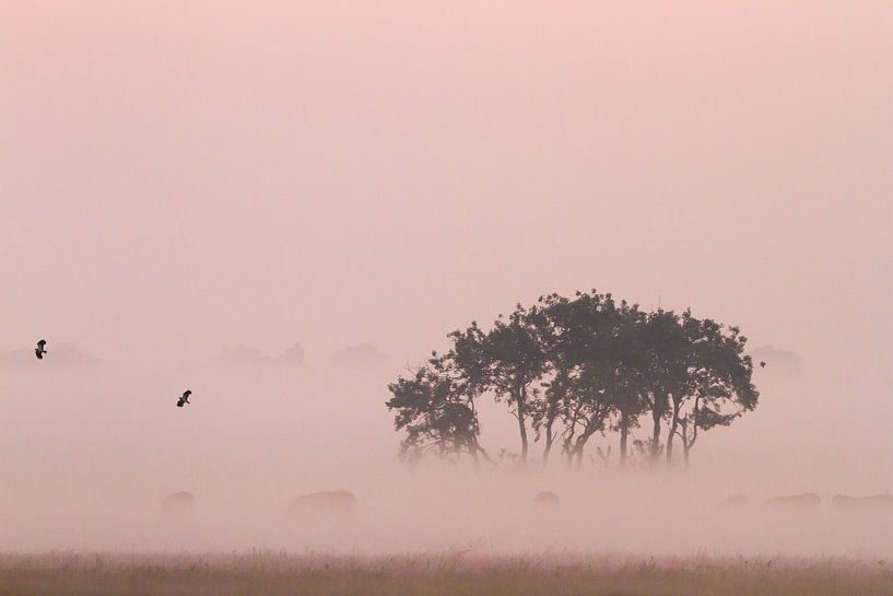 Deux vanneaux se poursuivent dans le brouillard. par Menno van Duijn