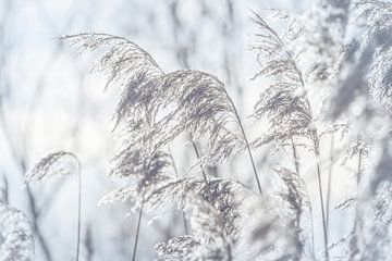 Billowing White Winter Grasses by Imladris Images