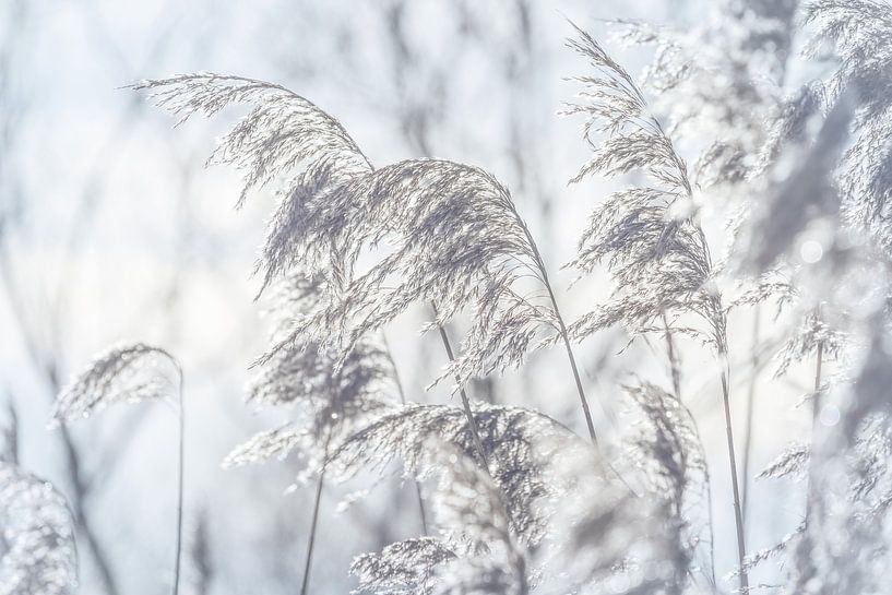 Billowing White Winter Grasses by Imladris Images