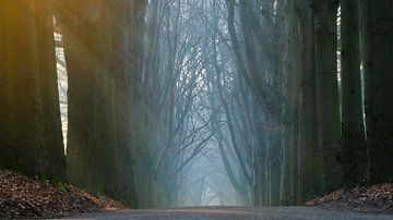 Beukenlaan, Oudemirdum von Sabrina de Vries