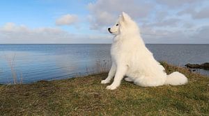 Samoyed